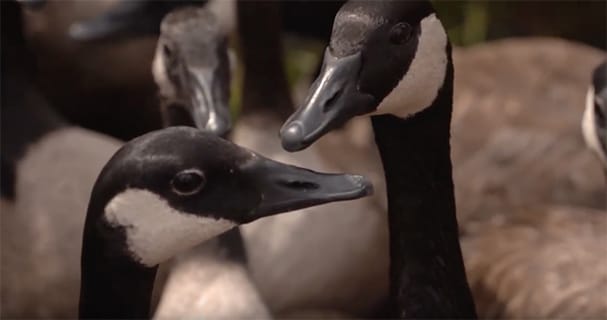 Behind the Scenes: Banding Canada Geese