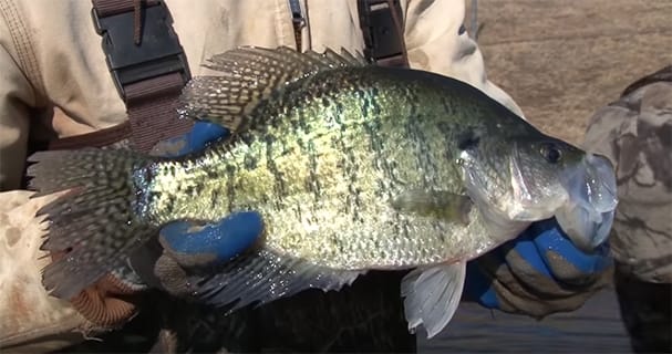 Behind the Scenes: Keeping Tabs on Crappie