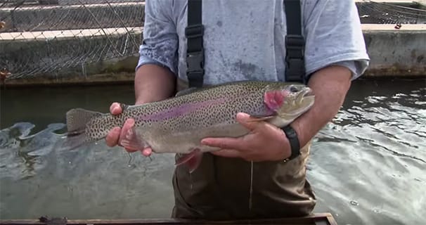 Behind the Scenes: Raising and Stocking Trout