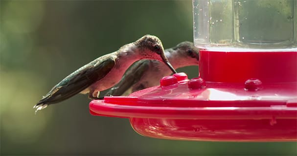 Creature Feature: All About Hummingbirds