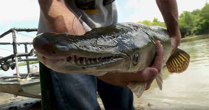 Creature Feature: Arkansas Alligator Gar