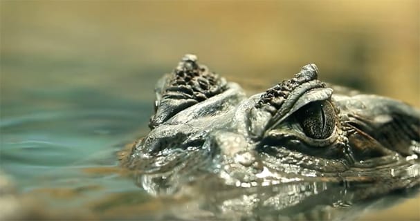 Creature Feature: Arkansas Alligators