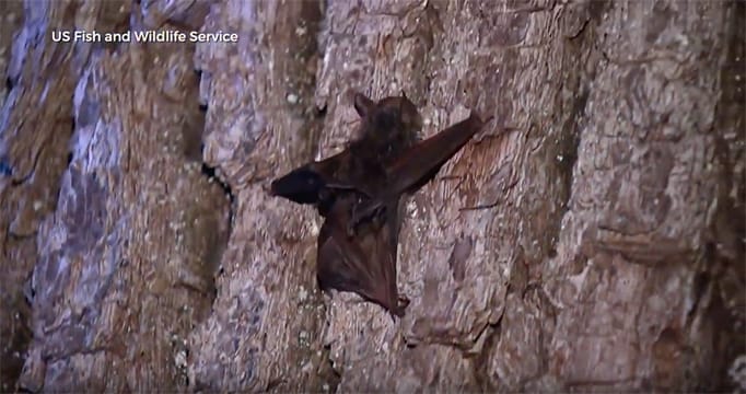 Creature Feature: Arkansas Bats