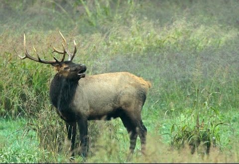 Creature Feature: Elk