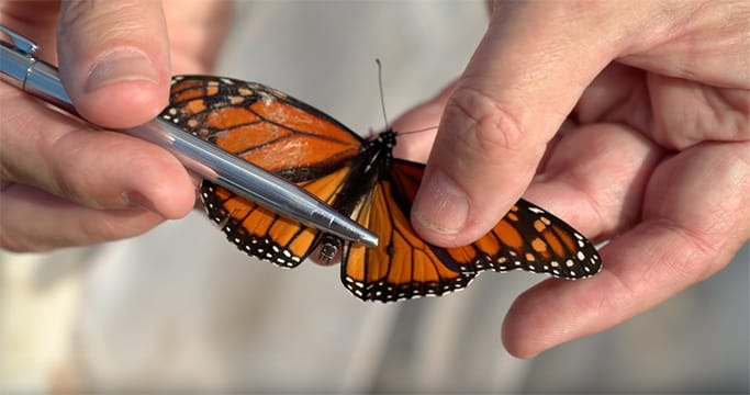 Creature Feature: Monarch Butterfly
