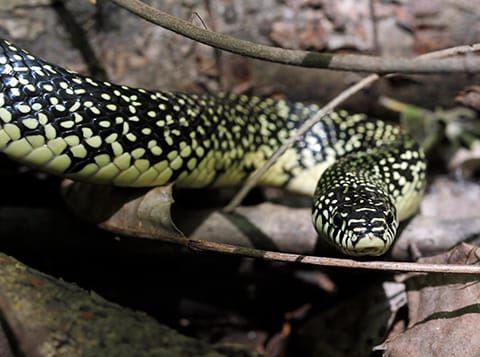 Creature Feature: Speckled King Snake