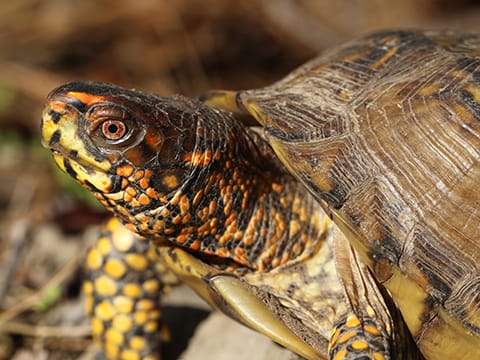 Story with a Critter: Box Turtle at Long Pond