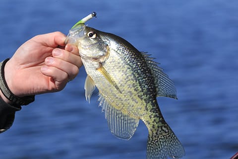 How to Catch Crappie