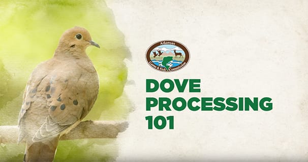 Outdoor Skills: Dove Processing 101