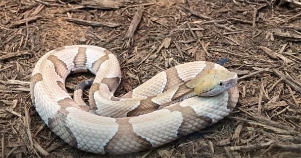 Creature Feature: Venomous Snakes of Arkansas