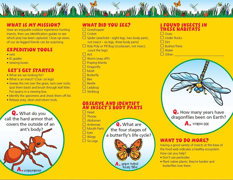 Arkansas Wildlife: All About Insects - AGFC Virtual Nature Center